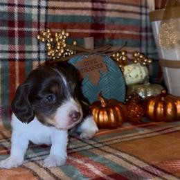 Gus - Piebald male Dachshund puppy in Trinity, Texas from Signature Sloan - Long Hair Dachshunds