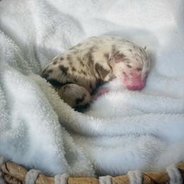 Bora - Merle female Pomsky puppy in Greenville, South Carolina from Thicketty Mountain Pomskies