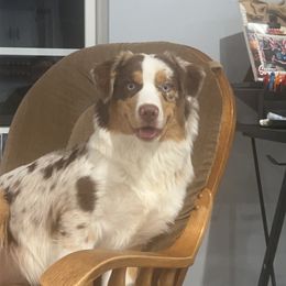 Maddi - Australian Shepherd