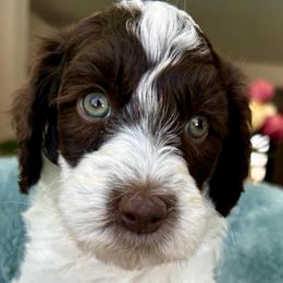 Pink collar chocolate parti girl - Parti female Goldendoodle puppy in Peoria, Arizona from Az Doodle Mom