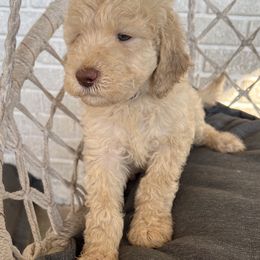 Goldendoodle Puppies from Moon Goldendoodles