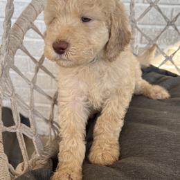 Goldendoodle Puppies from Moon Goldendoodles