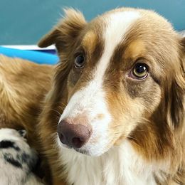 Australian Shepherds from Ember's Homestead- Australian Shephers