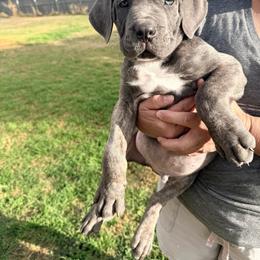 Boy4 - Gray male Cane Corso puppy in Granbury, Texas from Revolutions Kennel