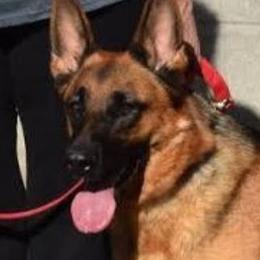 Dori - German Shepherd