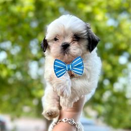 Boy 3 - Liver and white male Shih Tzu puppy in Seguin, Texas from Dolled Up Shih Tzus