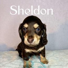 Sheldon - Chocolate and cream male Dachshund puppy in Noble, Oklahoma from Marissa's Dachshunds (BooneDox Mini Dachshunds)