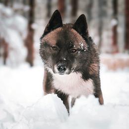 Ezra - Black tan and white male Siberian Husky puppy in Bly, Oregon from Hill Top Huskies