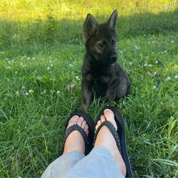 Not named yet - Sable female German Shepherd puppy in Warren County, Tennessee from K.A.K’s German Shepherds