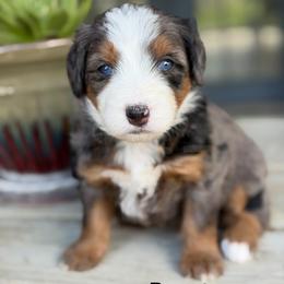 Donut - Blue merle female Bernedoodle puppy in El Campo, Texas from Little Fur Friends Bernedoodles