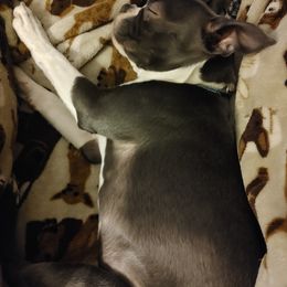 Boston Terrier Puppies from Razmom's Boston Terriers