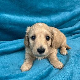 Scout (PRA Clear) - Red male Dachshund puppy in Memphis, Tennessee from River City Doxies