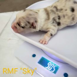 Sky - Red merle Miniature Australian Shepherd puppy in Galesburg, Illinois from Blessed Knights Mini Aussies