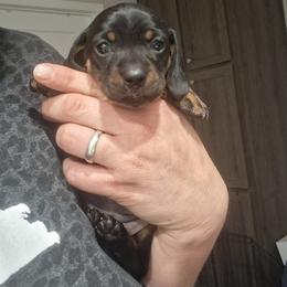 Girl 3 - female Dachshund puppy in Claremont, North Carolina from The Mini Farmhouse