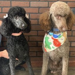 Poodles from Weisbrod’s Standard Poodles