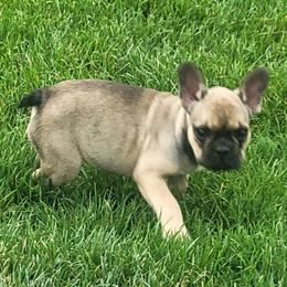 Jasper - Black and tan male French Bulldog puppy in Cameron, Missouri from Absolute Frenchie Connection