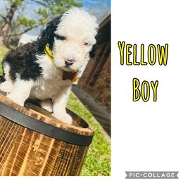 Sheepadoodle Puppies from E & M Doodles