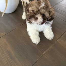 Josie - Liver and white female Shih Tzu puppy in Rockville Centre, New York from Magnolia Tzus