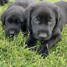 Labrador Retriever Puppies from Fatcity Labradors