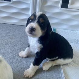 Bernedoodle and Goldendoodle Puppies from Saratoga Goldendoodles