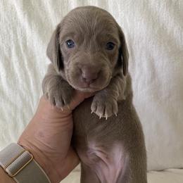 Rio - Fawn (isabella) and cream male Dachshund puppy in Venice, Florida from JD’s Weiner-Wonderland
