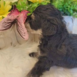 Miniature Schnauzers from Debra Kruse's Miniature Schnauzers