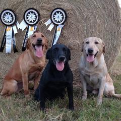 Labrador Retrievers from Sugar Cane Kennels