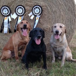Labrador Retrievers from Sugar Cane Kennels
