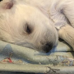 Miniature Schnauzer and Poodle Puppies from Bits & Bytes Farm