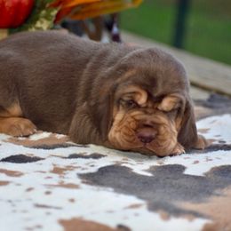 Loretta - Liver and tan female Bloodhound puppy in New Edinburg, Arkansas from Blue Collar Kennelz