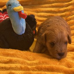 Schnoodle Puppies from Noodle Tings Puppies