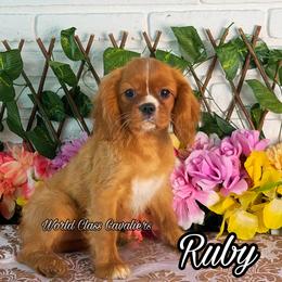 Ruby - Ruby female Cavalier King Charles Spaniel puppy in Hollywood, Florida from World Class Cavaliers