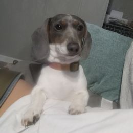 Lucy - Dachshund