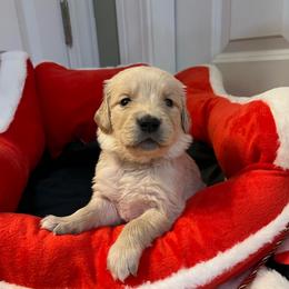 Bear - Golden male Golden Retriever puppy in Seville, Ohio from Retriever Ranch