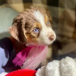 Ivy League - Red tri female Miniature Australian Shepherd puppy in Somerset, Kentucky from Natural Life Ranch