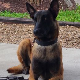 Reddy - Belgian Malinois