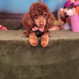 Whiz - Poodle