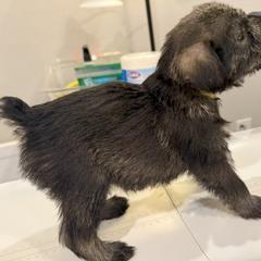 Standard Schnauzer Puppies from Dragos Kennel