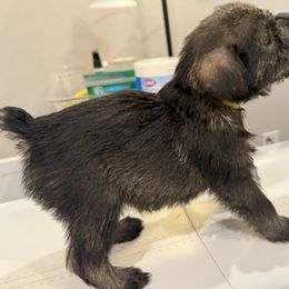 Standard Schnauzer Puppies from Dragos Kennel