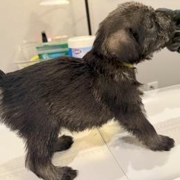 Standard Schnauzer Puppies from Dragos Kennel