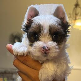 Peter...(Parker) - Parti male Yorkshire Terrier puppy in Pembroke Pines, Florida from Sunshine Parti Yorkies