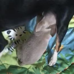 Chihuahua Puppies from Chi Storks Chihuahuas