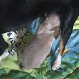 Chihuahua Puppies from Chi Storks Chihuahuas