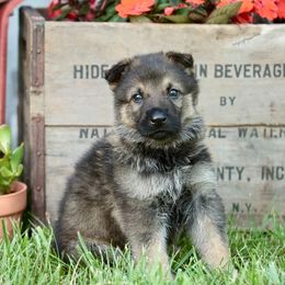 German Shepherd Puppies from Arbeitshunde