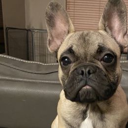 Grizzly - French Bulldog puppy in Scottsdale, Arizona from Sonoran Frenchies LLC