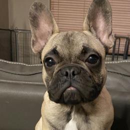 Grizzly - French Bulldog puppy in Scottsdale, Arizona from Sonoran Frenchies LLC