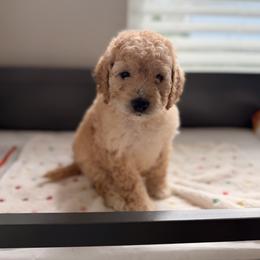Cavapoo and Goldendoodle Puppies from Dori