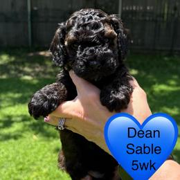 Dean - Sable male Poodle puppy in Bedford, Texas from S.H.A.R.P.’s Toy Poodles