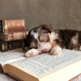 Shih Tzu Puppies from Nelly Kolomiyets