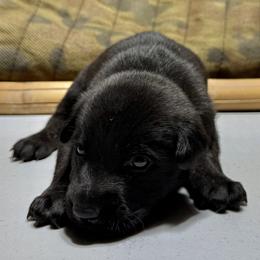 Nyx - Black brindle female Dutch Shepherd puppy in Watertown, Connecticut from APACHEK9